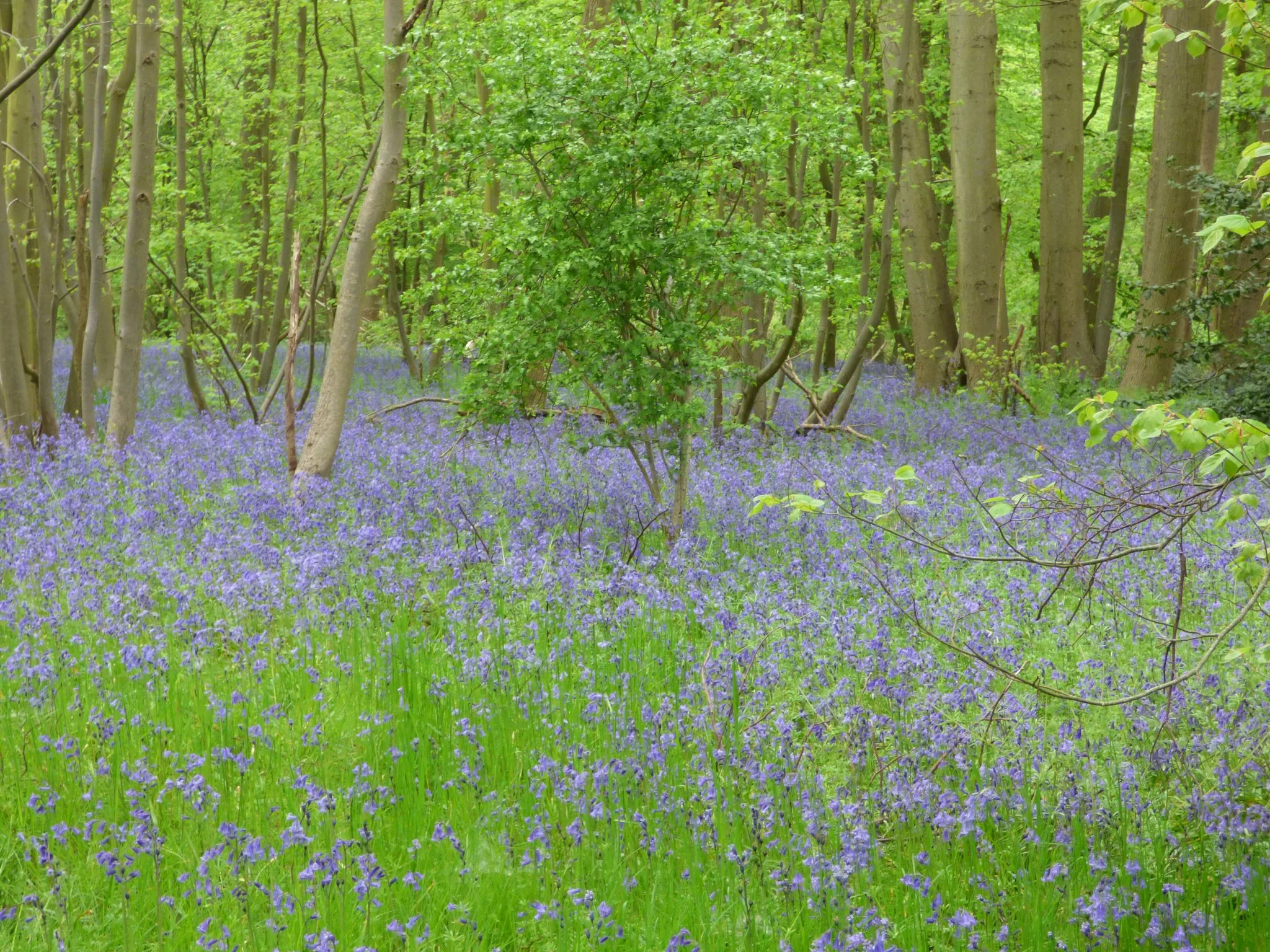 Spring Wood, Ipswich