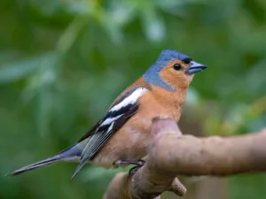 Bird Walks 2024