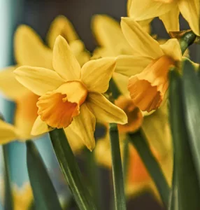 Spring into Song
