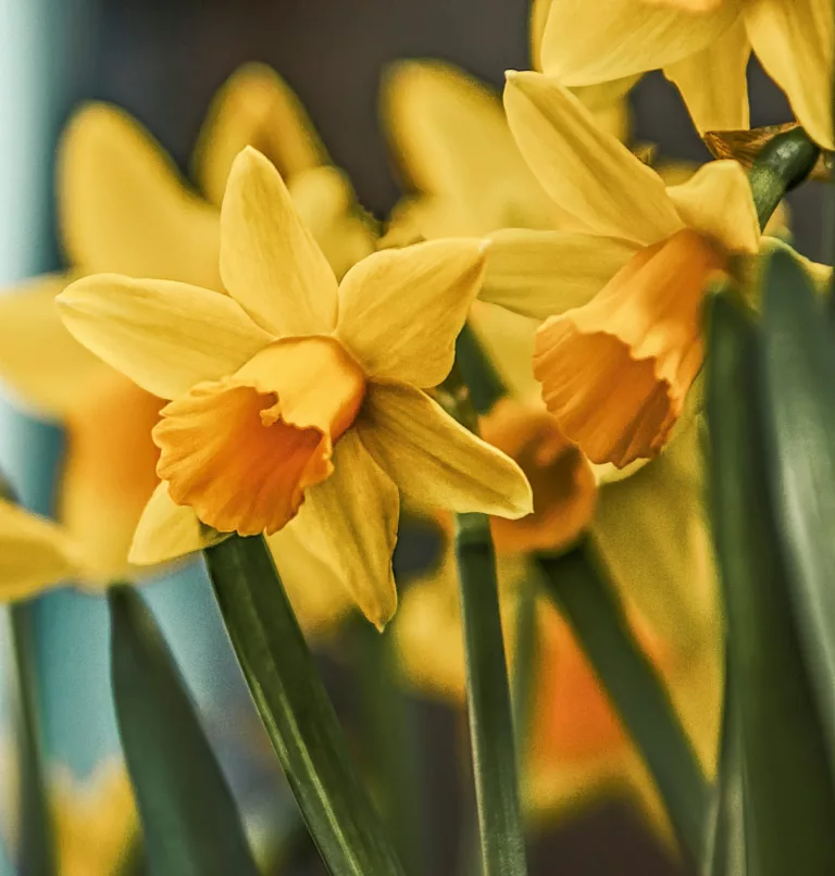 Spring into Song