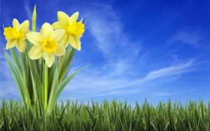Spring Craft Fair