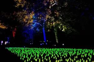 Illuminate Ipswich 2024