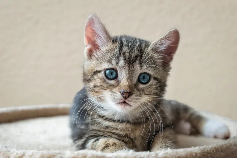 RSPCA