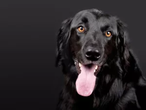 All About Dogs Show 20th & 21st April 2025