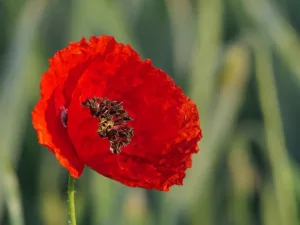 Remembrance Day Service 2025