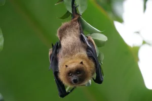 Bat Walks 2025