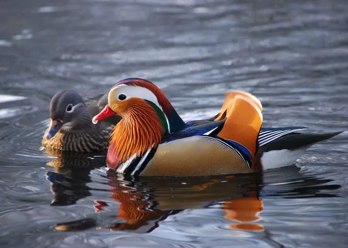 Become a Friend of Christchurch Park