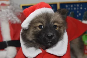 Santa Paws at The Hold