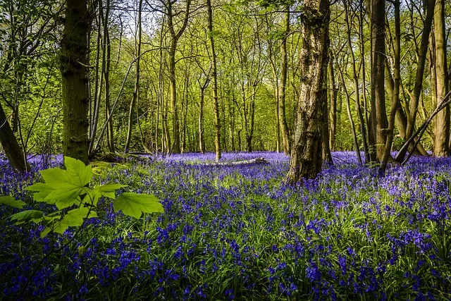 Spring Wood