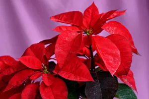 Metal Embossed Poinsettia