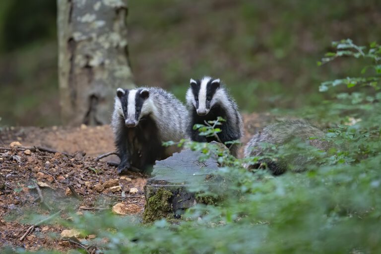 A year in the life of the badger