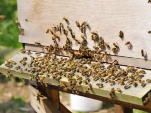 ActivGardens – Beginner Beekeeping