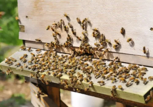 ActivGardens – Beginner Beekeeping