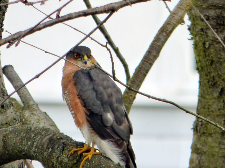RSPB Ipswich