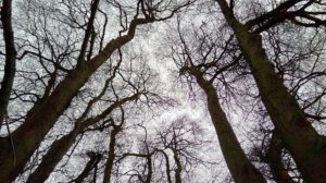 Spring Wood Working Party