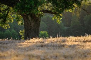 Greenways Conservation work party – Thursday