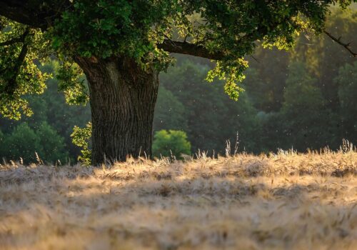 Greenways Conservation work party – Thursday