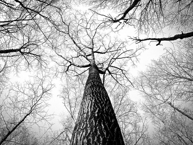 First Suffolk Willow & Wands Gathering