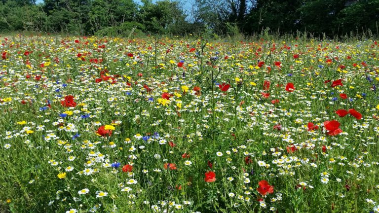 Friends of Belstead Brook Park