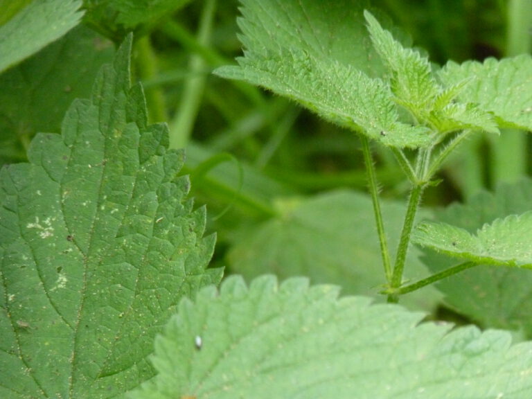 Natural food with nettles and butterknife carving (PM)