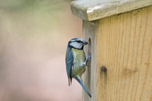 Wild Families: Nestbox building in Christchurch park