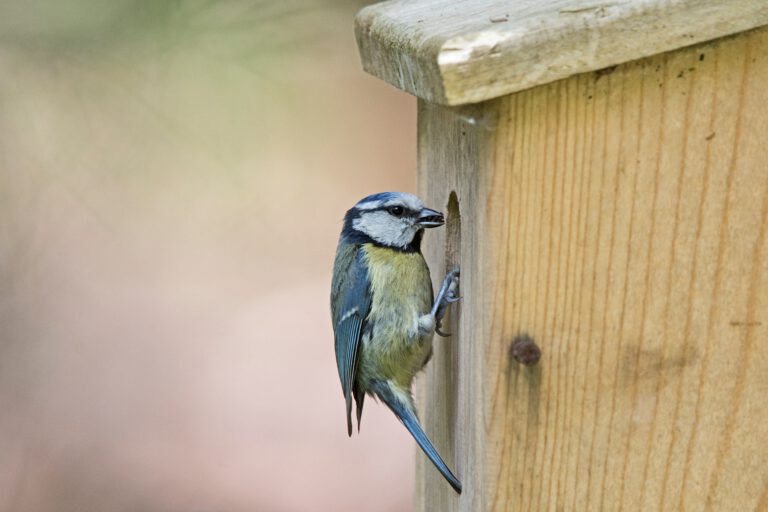Wild Families: Nestbox building in Holywells park