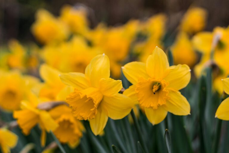  Getting Through the Tough January Months: A Guide to Positive Wellbeing