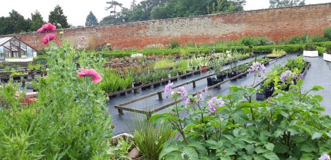 Chantry Walled Garden