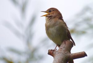 Bird Walks 2026 – Christchurch Park