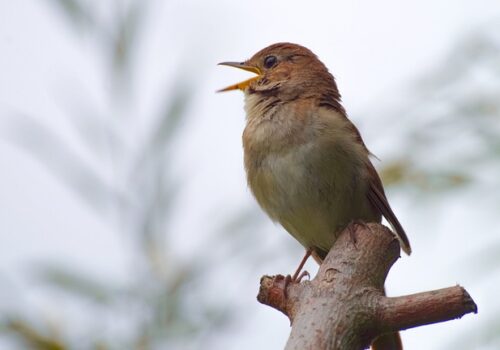 Bird Walks 2026 – Christchurch Park