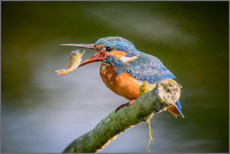 INFOCUS exhibition – Ipswich and District Photography Society