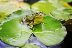 The Great Frog Hunt