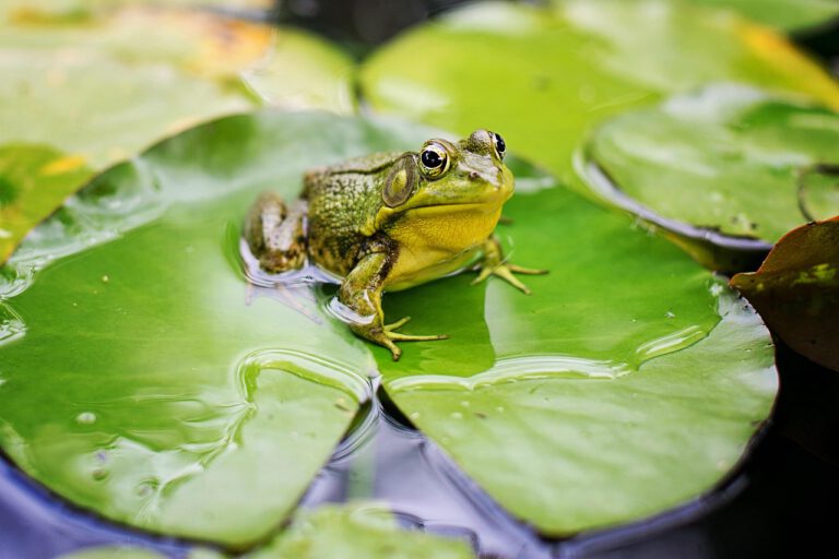 The Great Frog Hunt
