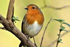 Thirty Years of Garden Birdwatch