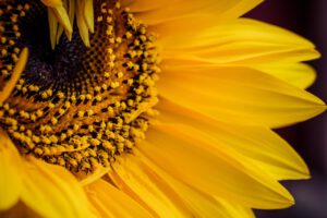 Artist in the Spotlight: Vincent Van Gogh – “Swirls, Sunflowers, and Expressive Strokes!”