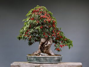 Join the Ipswich Bonsai Society