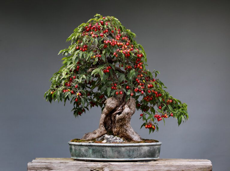 Join the Ipswich Bonsai Society