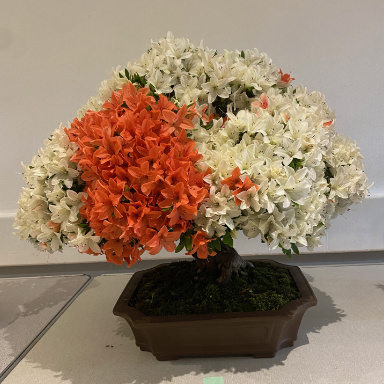 Ipswich Bonsai Society