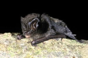 Monitoring biodiversity using Wildlife Sound and Conservation Technology