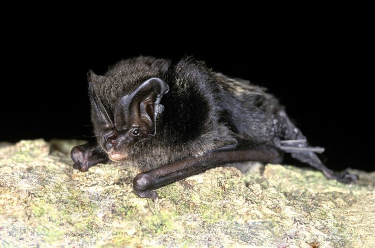Monitoring biodiversity using Wildlife Sound and Conservation Technology