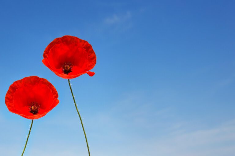 Commemorations and celebrations for VE Day – evening