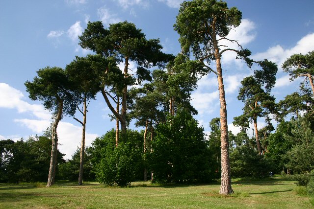 Broom Hill Park