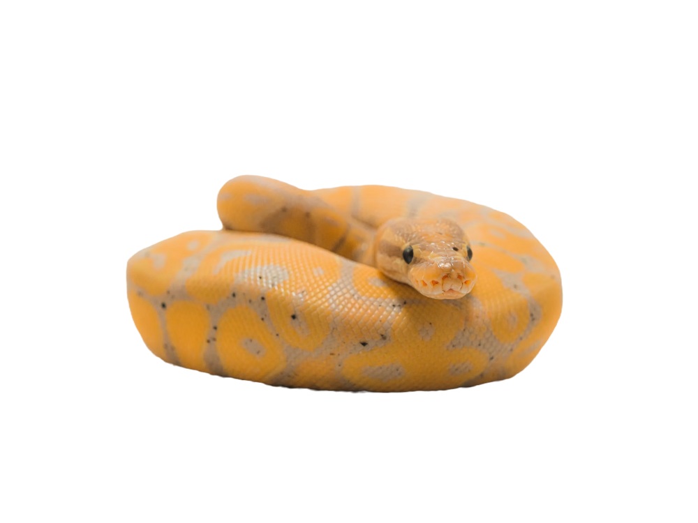 Snakes Alive!
