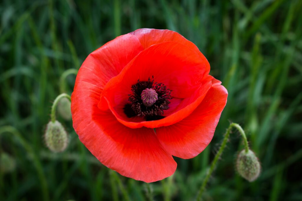 Remembrance Sunday and Armistice Day 2025 in Ipswich - Ipswich.love