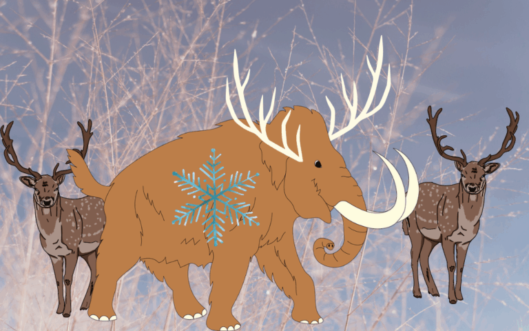 Woolly’s Reindeer Trail