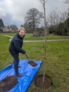 Person standing on blue tarpaulin in a park setting, with spade in hand, next to a freshly planted tree