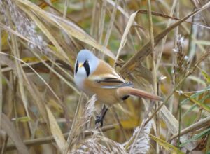 Illustrated talk by Suffolk bird expert Tim Kenny