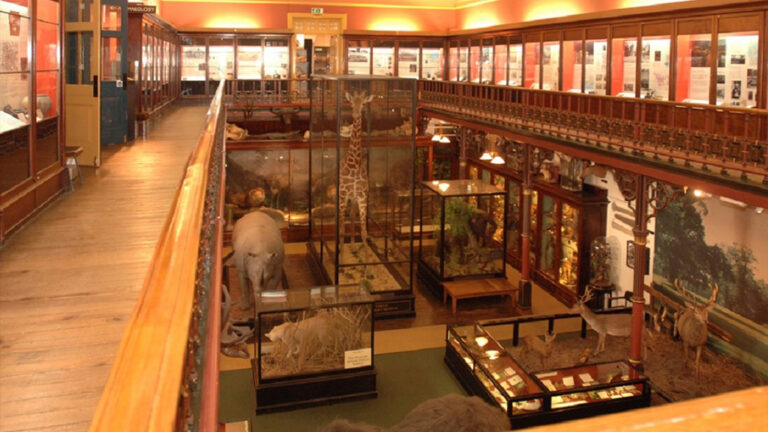 The Museum Beginnings