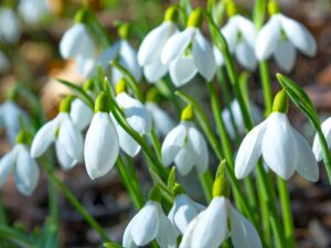 Discover the Magic of Snowdrop Season