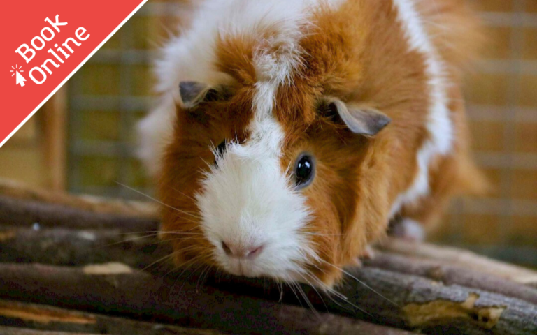 Amazing Animals – Fluffy Animals
